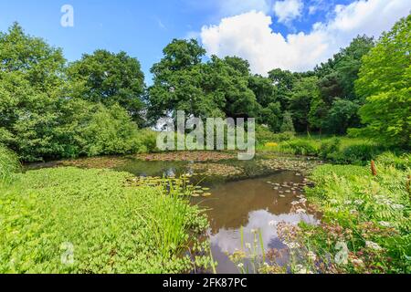 Le Horse Pond aux nénuphars roses et rouges en fleur à Great Dixter, Northiam, East Sussex, demeure du célèbre jardinier Christopher Lloyd Banque D'Images