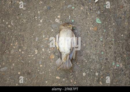 Un spécimen mort de Passer domesticus, ou maison de moineau. C'est l'un des oiseaux habituels dans les milieux ruraux et urbains, mais sa population est en déclin Banque D'Images