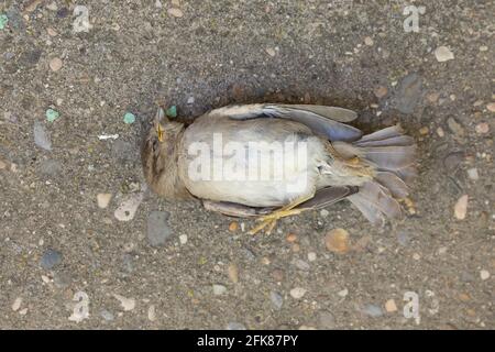 Un spécimen mort de Passer domesticus, ou maison de moineau. C'est l'un des oiseaux habituels dans les milieux ruraux et urbains, mais sa population est en déclin Banque D'Images