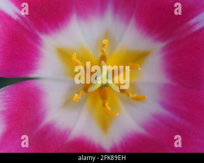 Tulipa 'Ballade'; détail des pétales roses et blancs et centre jaune de la fleur montrant l'art de la nature. Banque D'Images