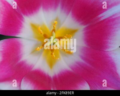 Tulipa 'Ballade'; détail des pétales roses et blancs et centre jaune de la fleur montrant l'art de la nature. Banque D'Images