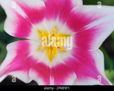 Tulipa 'Ballade'; détail des pétales roses et blancs et centre jaune de la fleur montrant l'art de la nature. Banque D'Images