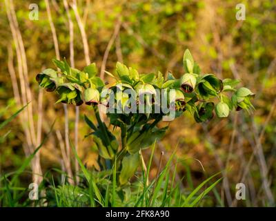 Hellebore de sticlage, Helleborus foetidus, fleur sauvage de bois. Banque D'Images