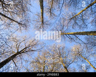 Grands cerisiers sauvages dans une forêt, atteignant le ciel. Le soleil de la couronne avec fleur contre un ciel bleu clair dans le beau temps du printemps. Banque D'Images