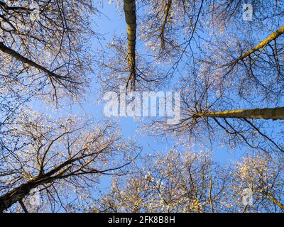 Grands cerisiers sauvages dans une forêt, atteignant le ciel. Le soleil de la couronne avec fleur contre un ciel bleu clair dans le beau temps du printemps. Banque D'Images