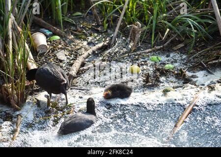 Un bébé oiseau lutte à travers l'eau de rivière polluée mettant en évidence l'environnement problèmes de pollution de l'eau Banque D'Images