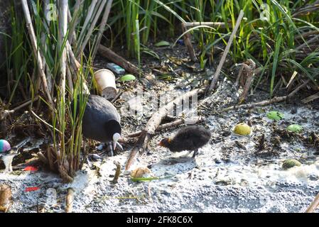 Un bébé oiseau lutte à travers l'eau de rivière polluée mettant en évidence l'environnement problèmes de pollution de l'eau Banque D'Images