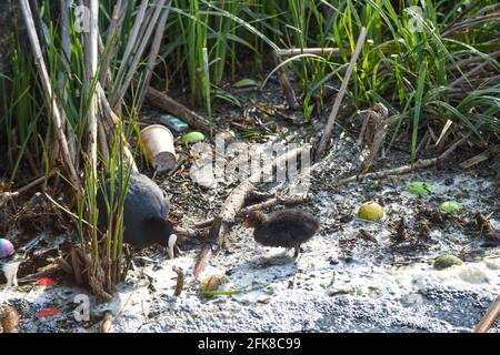 Un bébé oiseau lutte à travers l'eau de rivière polluée mettant en évidence l'environnement problèmes de pollution de l'eau Banque D'Images