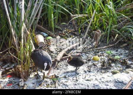 Un bébé oiseau lutte à travers l'eau de rivière polluée mettant en évidence l'environnement problèmes de pollution de l'eau Banque D'Images