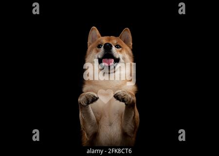 chien japonais shiba inu rouge en studio Banque D'Images