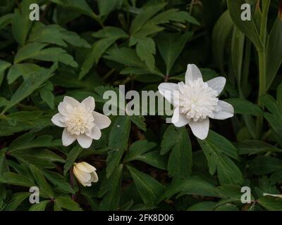 Un gros plan de la double fleur blanche du Anemone en bois Anemone nemorosa Vestal Banque D'Images