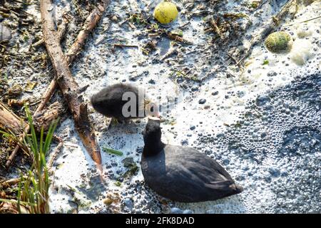 Un bébé oiseau lutte à travers l'eau de rivière polluée mettant en évidence l'environnement problèmes de pollution de l'eau Banque D'Images