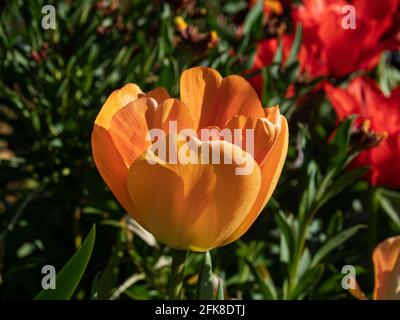 Une fermeture d'une tige unique de la décoloration jaune À Darwin tulipe orange Daydream Banque D'Images