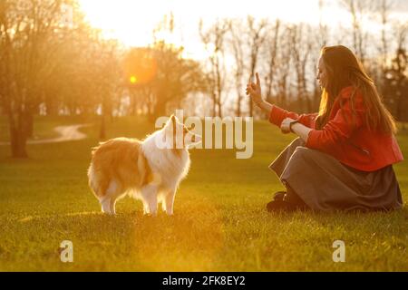 Le propriétaire entraîne le chien dans le parc au coucher du soleil. Femme et chien de berger shetland de sheltie lors d'une promenade Banque D'Images