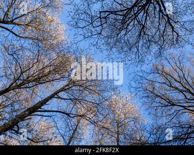 Grands cerisiers sauvages dans une forêt, atteignant le ciel. Le soleil de la couronne avec la fleur contre un ciel bleu dans le beau temps du printemps. Banque D'Images