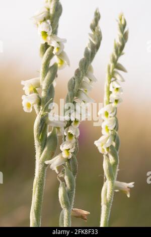 Orchidée des dames d'automne (Spiranthes spiralis) sur le littoral inférieur. Dorset, Royaume-Uni. Banque D'Images