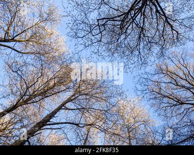 Grands cerisiers sauvages dans une forêt, atteignant le ciel. Le soleil de la couronne avec la fleur contre un ciel bleu dans le beau temps du printemps. Banque D'Images