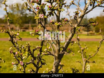 Haddington, East Lothian, Écosse, Royaume-Uni, 29 avril 2021. Météo au Royaume-Uni : fleur d'arbre aux pommes dans le jardin clos d'Amisfield. Les arbres fruitiers du verger commencent tout juste à fleurir dans le jardin du XVIIIe siècle. Banque D'Images