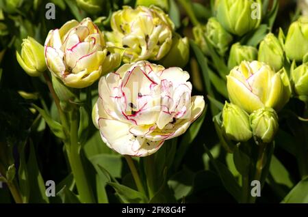 Tulipe Shirley Double Banque D'Images