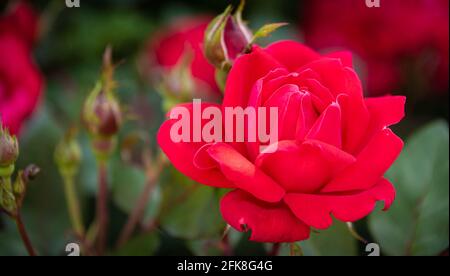 Gros plan d'une rose rouge éclatant dans un jardin fleuri et potager de la communauté Metro Atlanta. (ÉTATS-UNIS) Banque D'Images