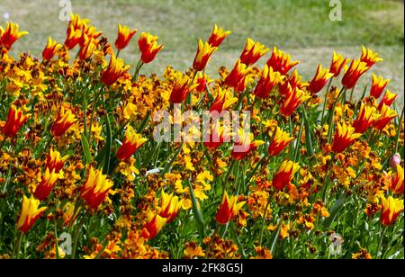 Aile Tulip Fire Banque D'Images