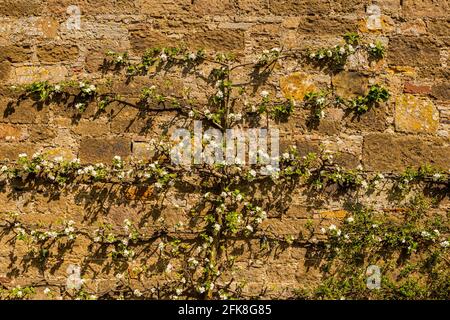 Haddington, East Lothian, Écosse, Royaume-Uni, 29 avril 2021. Météo au Royaume-Uni : fleur d'arbre aux pommes dans le jardin clos d'Amisfield. Les arbres fruitiers commencent tout juste à fleurir dans le jardin du XVIIIe siècle sur les arbres espaliers. Photo : variété de pommes Scotch Bridget espalier arbre sur vieux mur de pierre Banque D'Images