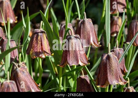 SNAKESHEAD FRITILLARY FRITILARIA MELEAGRIS GROUPE DE TÊTES FLORALES PLANTES SAUVAGES CROISSANCE EN ÉCOSSE Banque D'Images