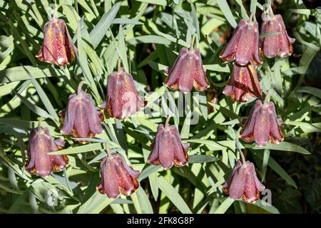 SNAKESHEAD FRITILLARY FRITILARIA MELEAGRIS GROUPE DE PLANTES SAUVAGES À TÊTES FLEURIES CROISSANCE EN ÉCOSSE Banque D'Images