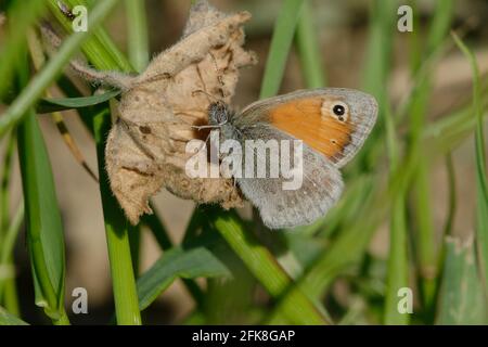 Petit heath (Coenonympha pamphilus) Banque D'Images
