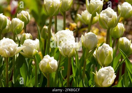 Tulip Ice Wonder Banque D'Images
