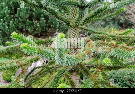 Araucaria araucana (molina) K. Koch - arbre de casse-tête de singe, pin chilien. Plante en voie de disparition dans le livre rouge. Banque D'Images