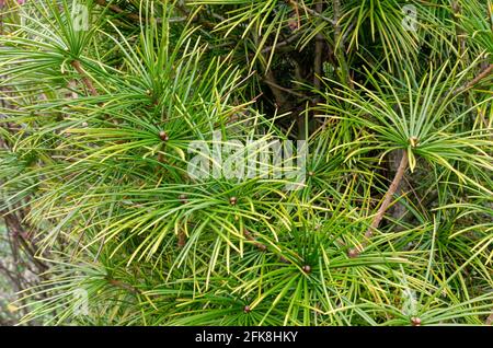 Plante rare en voie de disparition - Sciadopitys verticillata - PIN Umbrella en botanique en Pologne. Banque D'Images