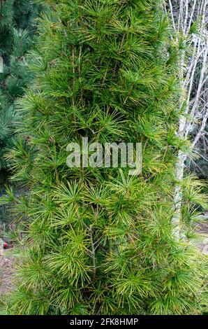 Plante rare en voie de disparition - Sciadopitys verticillata - PIN Umbrella en botanique en Pologne. Banque D'Images