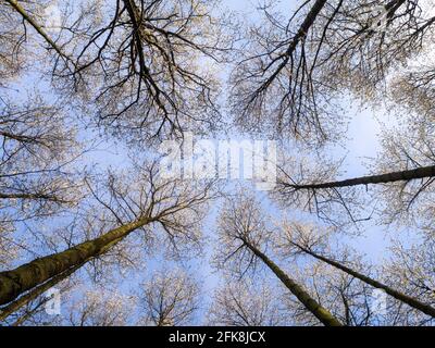 Grands cerisiers sauvages dans une forêt, atteignant le ciel. Le soleil de la couronne avec la fleur contre un ciel bleu dans le beau temps du printemps. Banque D'Images