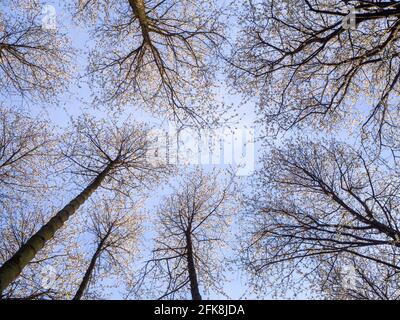 Grands cerisiers sauvages dans une forêt, atteignant le ciel. Le soleil de la couronne avec la fleur contre un ciel bleu dans le beau temps du printemps. Banque D'Images