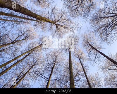 Grands cerisiers sauvages dans une forêt, atteignant le ciel. Le soleil de la couronne avec la fleur contre un ciel bleu dans le beau temps du printemps. Banque D'Images