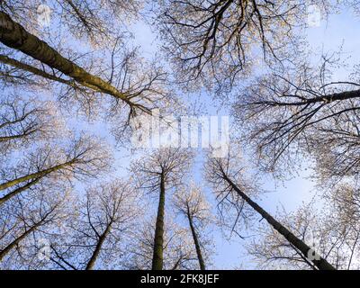 Grands cerisiers sauvages dans une forêt, atteignant le ciel. Le soleil de la couronne avec la fleur contre un ciel bleu dans le beau temps du printemps. Banque D'Images