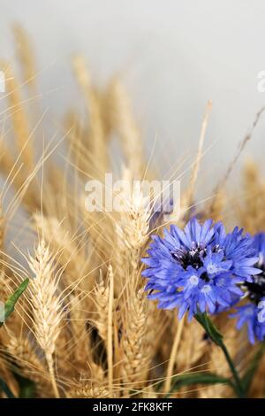 Composition minimaliste de fleurs séchées dans un vase comme décoration d'intérieur. Fleur de maïs bleue sur fond d'épis de blé mûrs. Une vie pédagogique pour le dessin. Banque D'Images