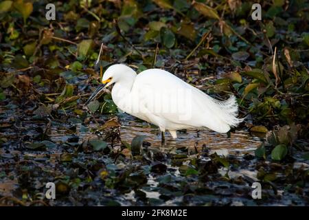 Belle pêche à l'aigrette neigeuse dans l'étang du marais seul Banque D'Images