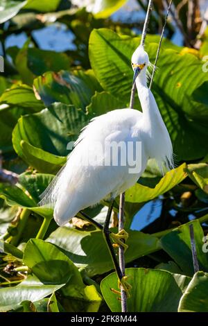 Belle pêche à l'aigrette neigeuse dans l'étang de la rivière sur le branche Banque D'Images