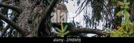 Un grand hibou à cornes et son hibou assis dans un arbre au crépuscule se préparant à la chasse Banque D'Images