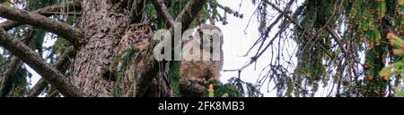 Un grand hibou à cornes et son hibou assis dans un arbre au crépuscule se préparant à la chasse Banque D'Images