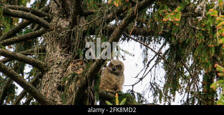 Un grand hibou à cornes et son hibou assis dans un arbre au crépuscule se préparant à la chasse Banque D'Images