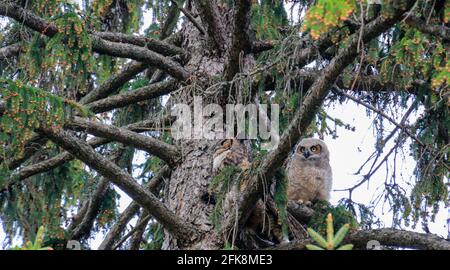 Un grand hibou à cornes et son hibou assis dans un arbre au crépuscule se préparant à la chasse Banque D'Images