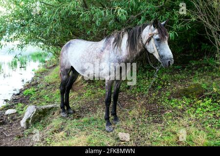 Dapple Gray Horse debout au bord de la rivière Banque D'Images