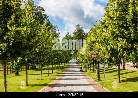 Tilia cordata ruelle de tilleul à petits feuilles menant au lac Tamula dans la ville de Võru, Estonie ( Europe) à l'été 2019. Banque D'Images