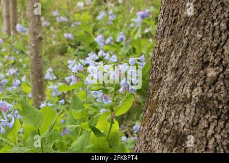 Bluebells fleurir au printemps Banque D'Images