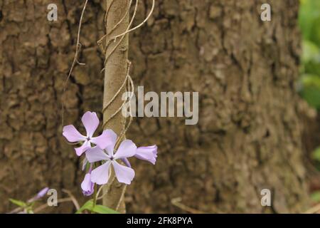 Phlox en bois violet vif sur une vigne, avril Banque D'Images