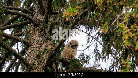 Un grand Owlet à cornes photographié en Ontario au Canada Banque D'Images