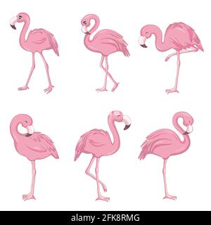 Ensemble vectoriel avec quatre flamants roses isolés sur fond blanc. Conception plate. Illustration de Vecteur